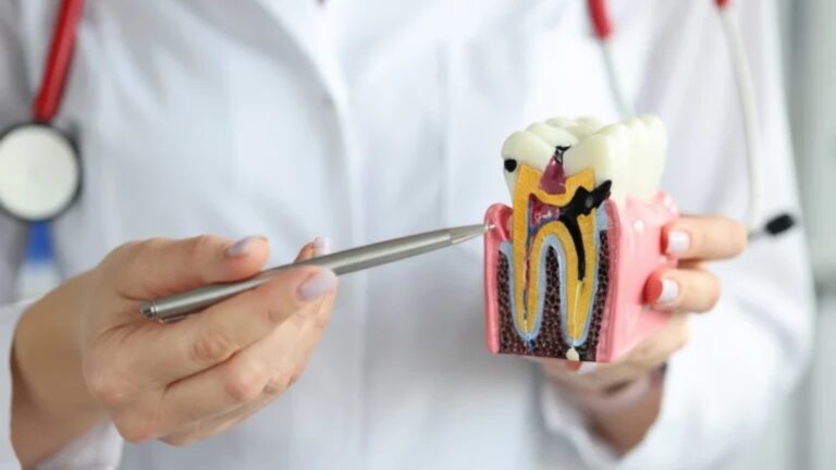 Dental professional in white coat holding a cross-sectional tooth model and pointing at internal structures, enamel, dentin, pulp, and root using a pen.